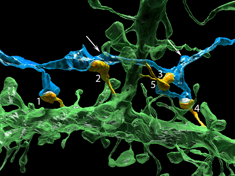 h_research_Figure6final